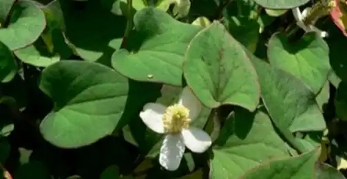 How is Houttuynia Cordata Extract used in traditional medicine?